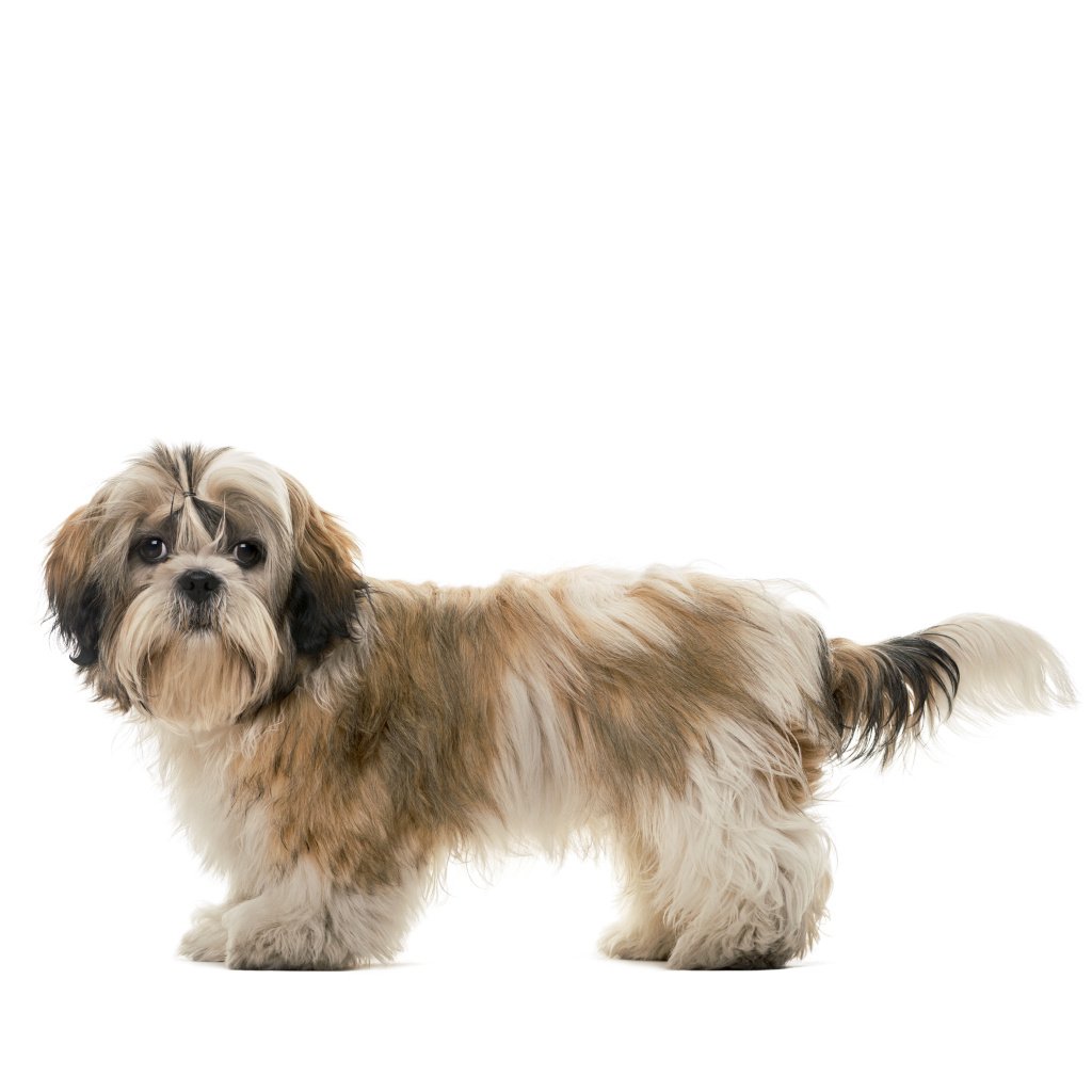 Shih