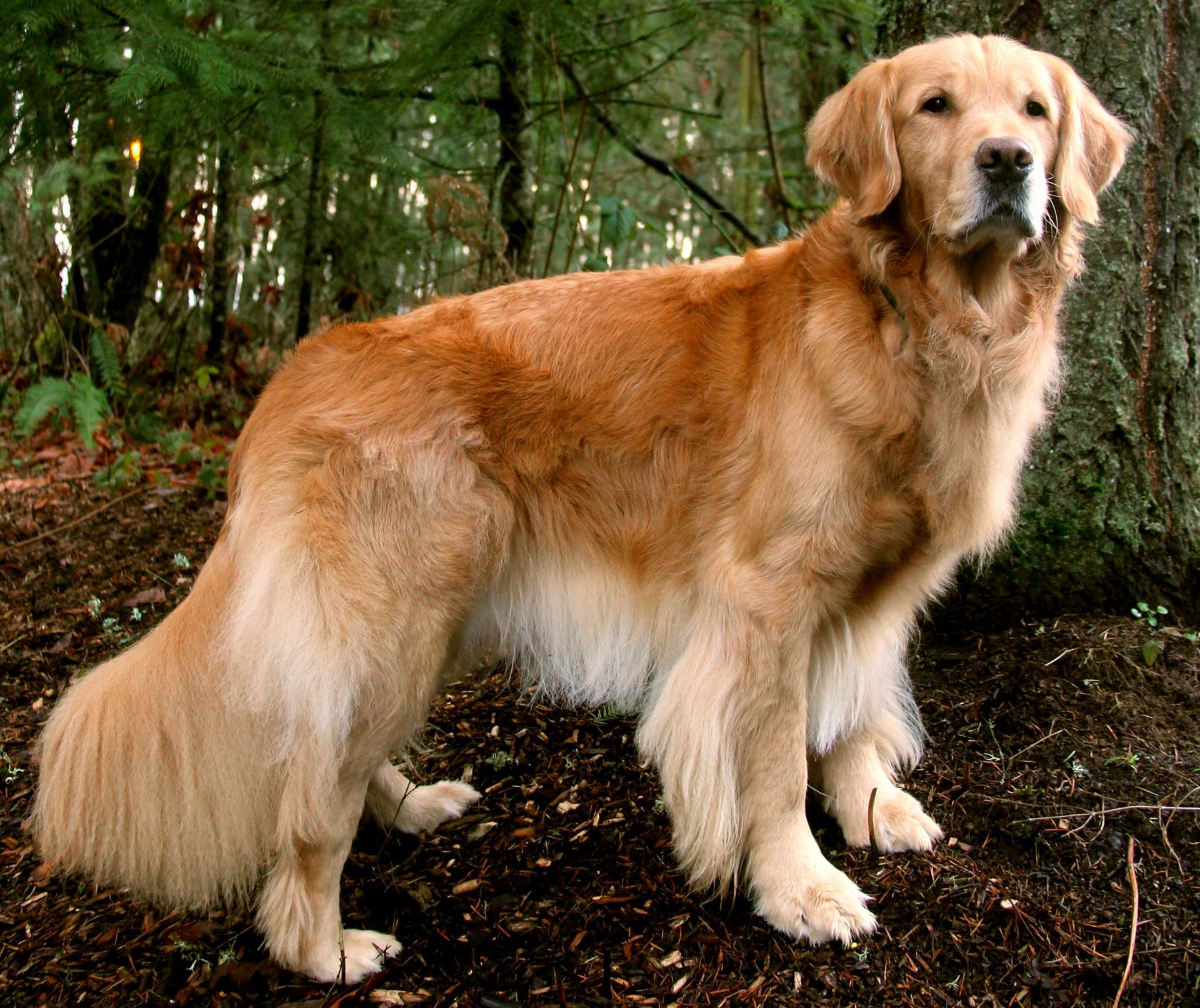 Labrador