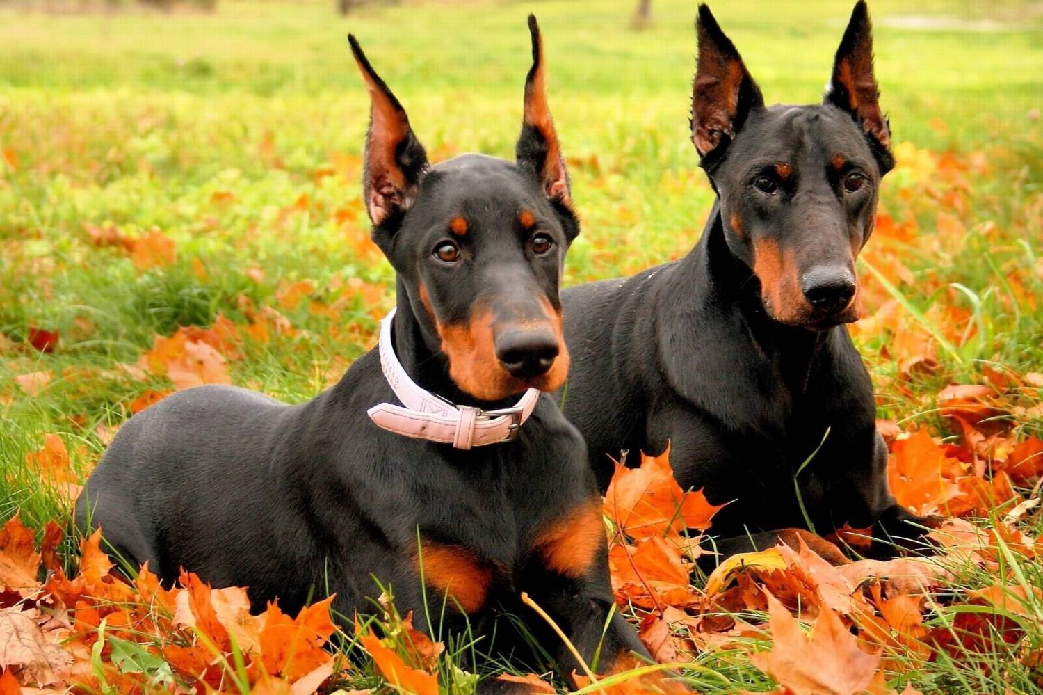 Doberman