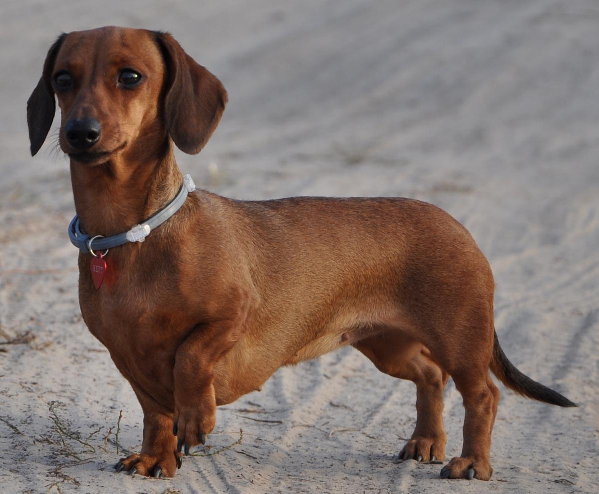 Dachshund