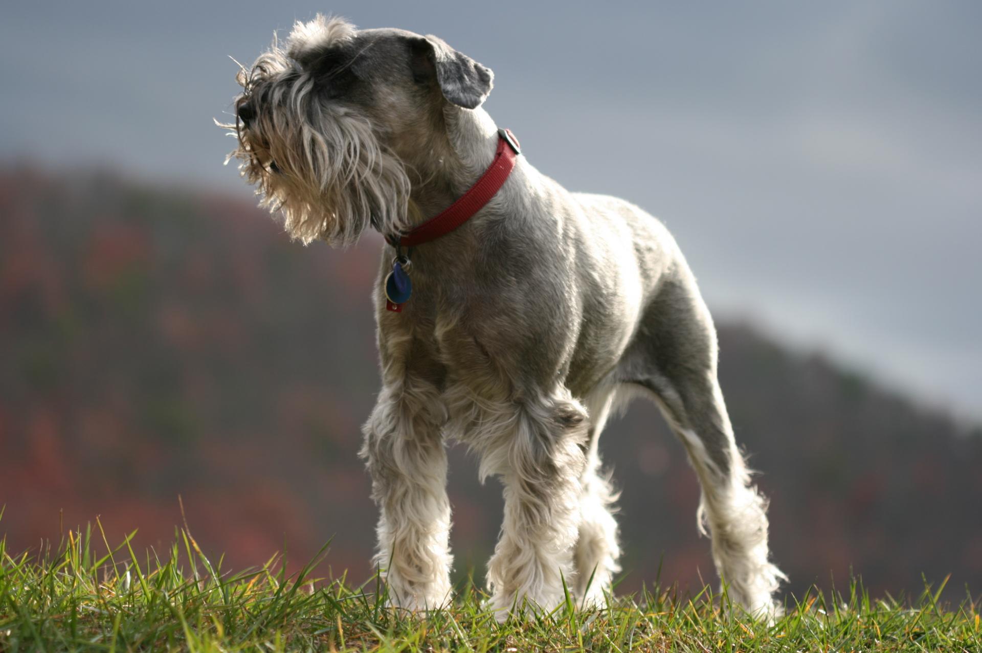 Schnauzer