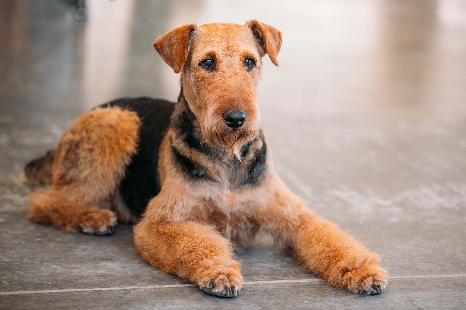 Airedale