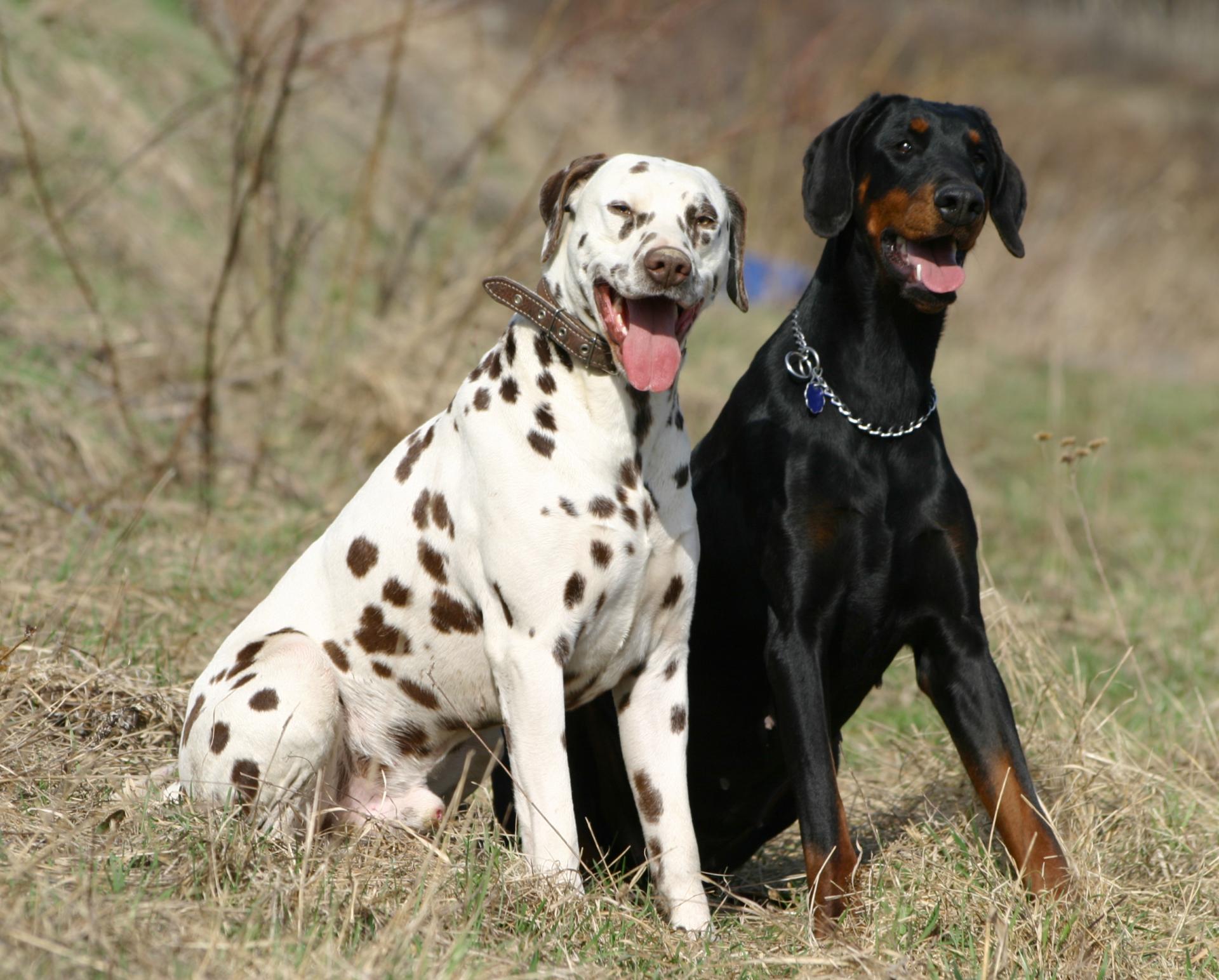 Dalmaçyalı ve Doberman