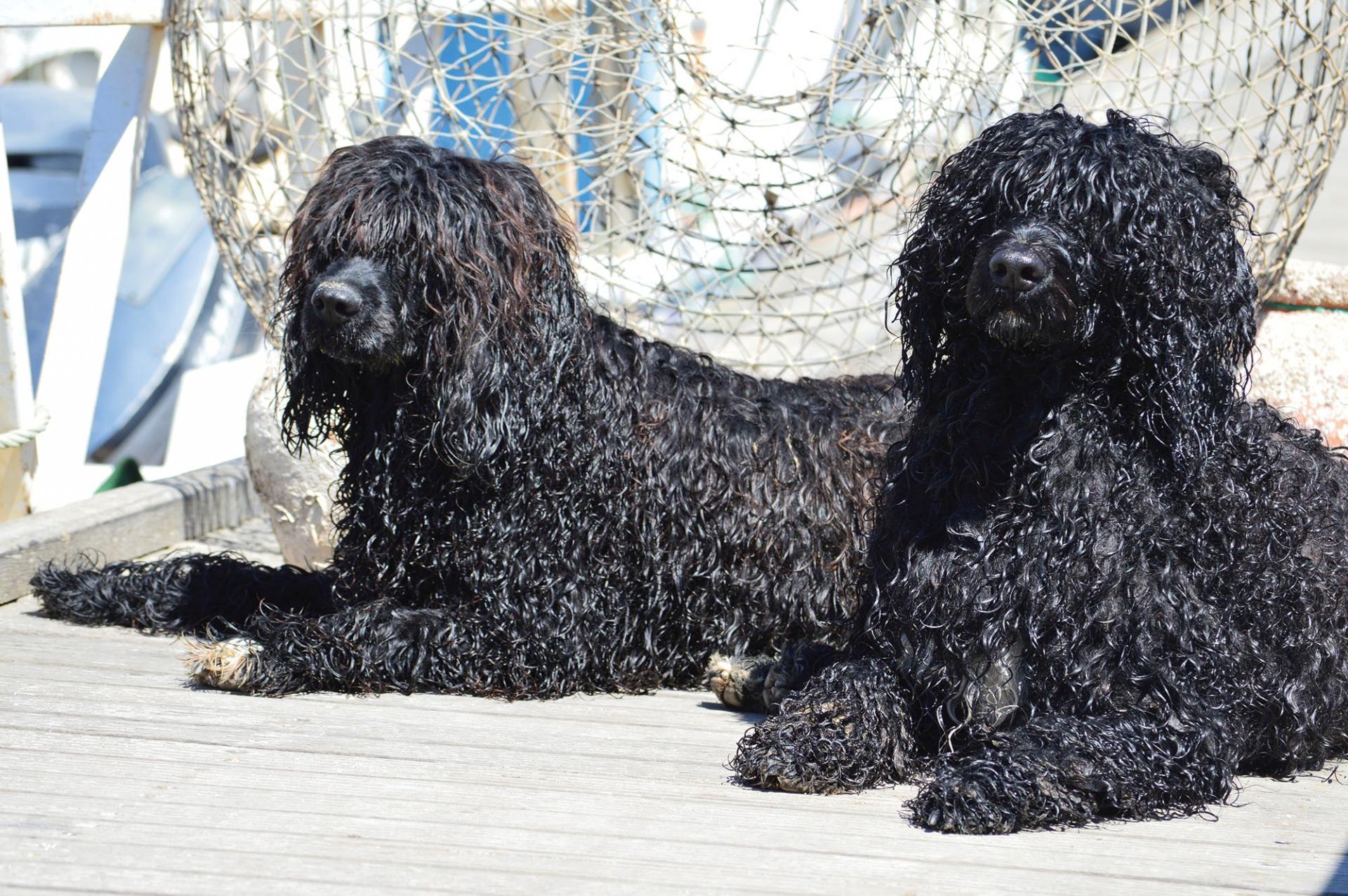 Portekizli su köpeğinin cinsi