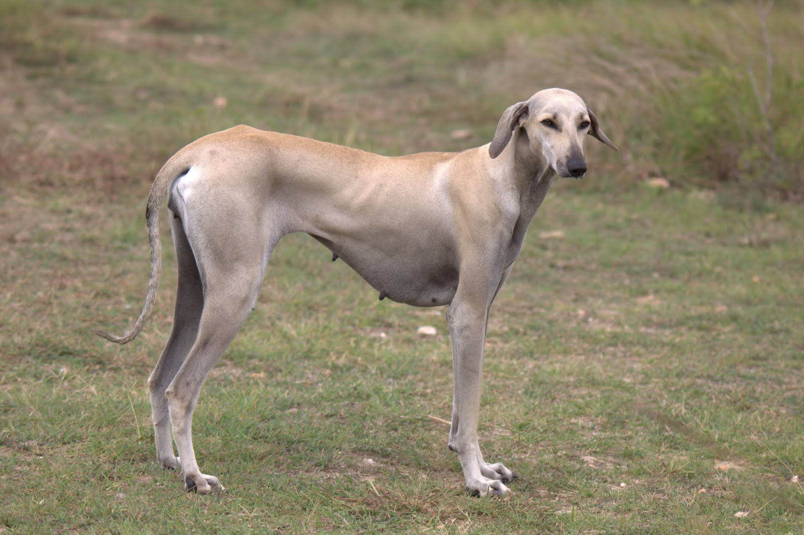 Hint rampur köpek
