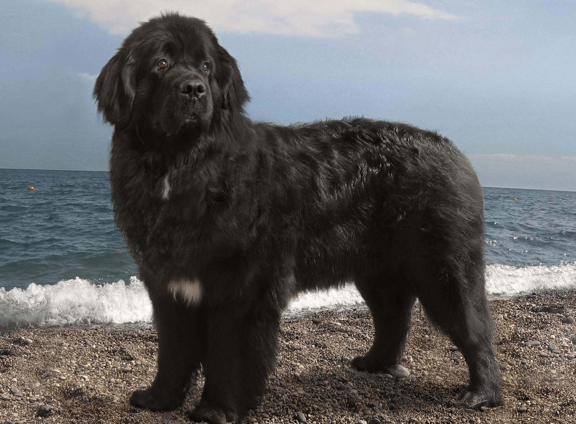 Newfoundland