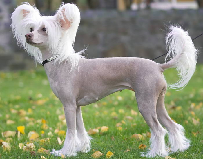 Çin Tepeli Köpek