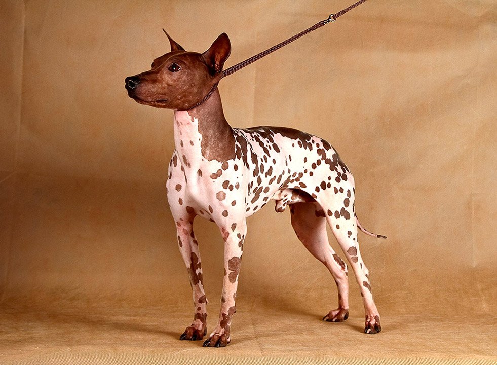 Amerikan Tüysüz Terrier