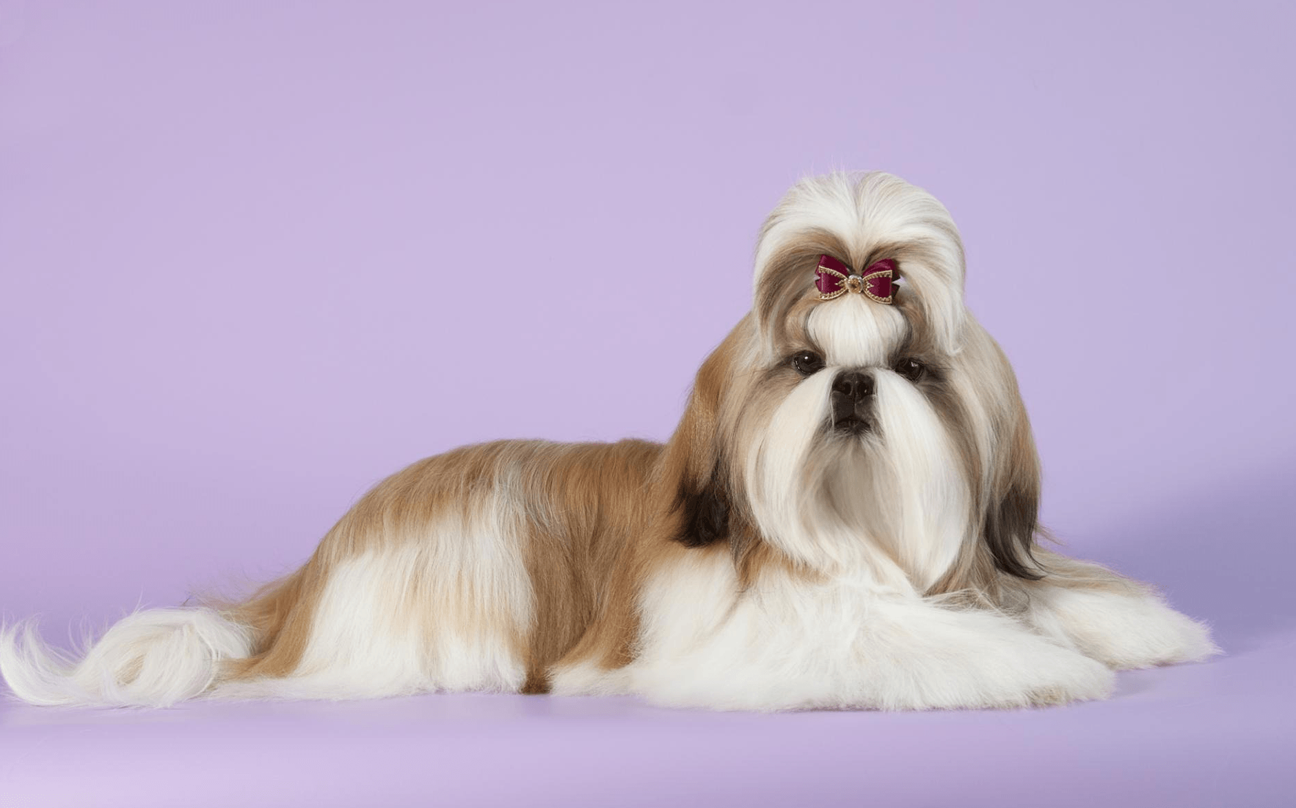 Shih Tzu ırkı