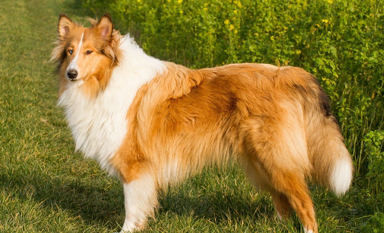 Collie