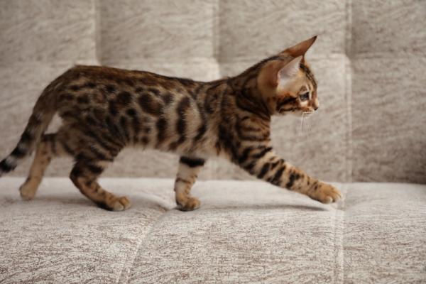 Bengal kedileri ve kedileri için takma adlar