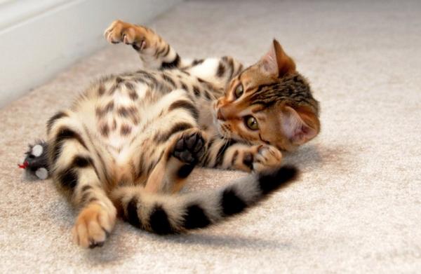 Bengal kedileri ve kedileri için takma adlar