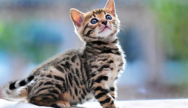 Bengal kedileri ve kedileri için takma adlar