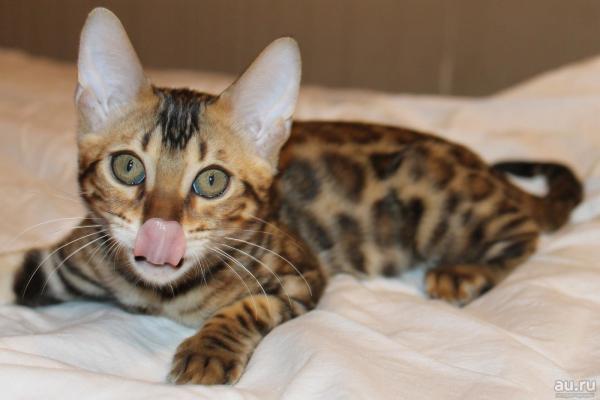 Bengal kedileri ve kedileri için takma adlar