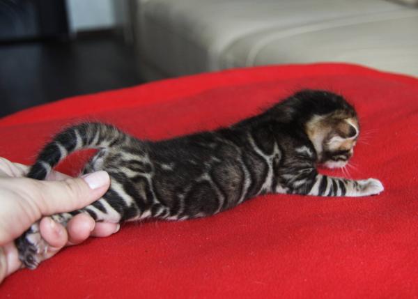Bengal kedileri ve kedileri için takma adlar