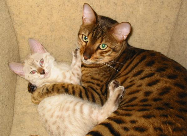 Bengal kedileri ve kedileri için takma adlar