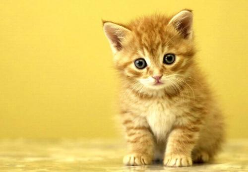Bir yavru kedi ne zaman yetişkin bir kedi olur?
