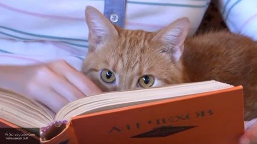 Kedi bir kitap okuyor