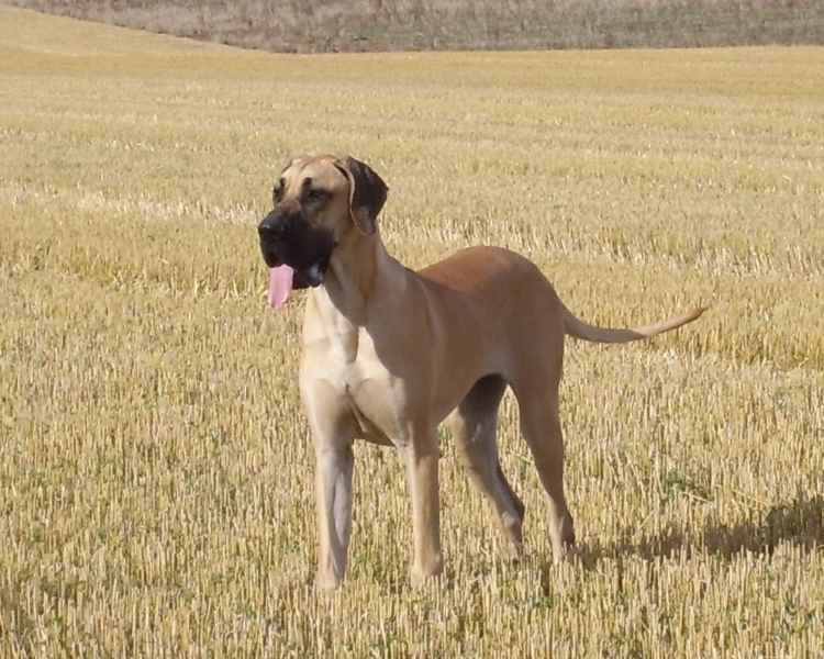 Bej Büyük Dane - fotoğraf