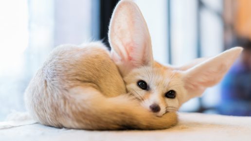 Fennec