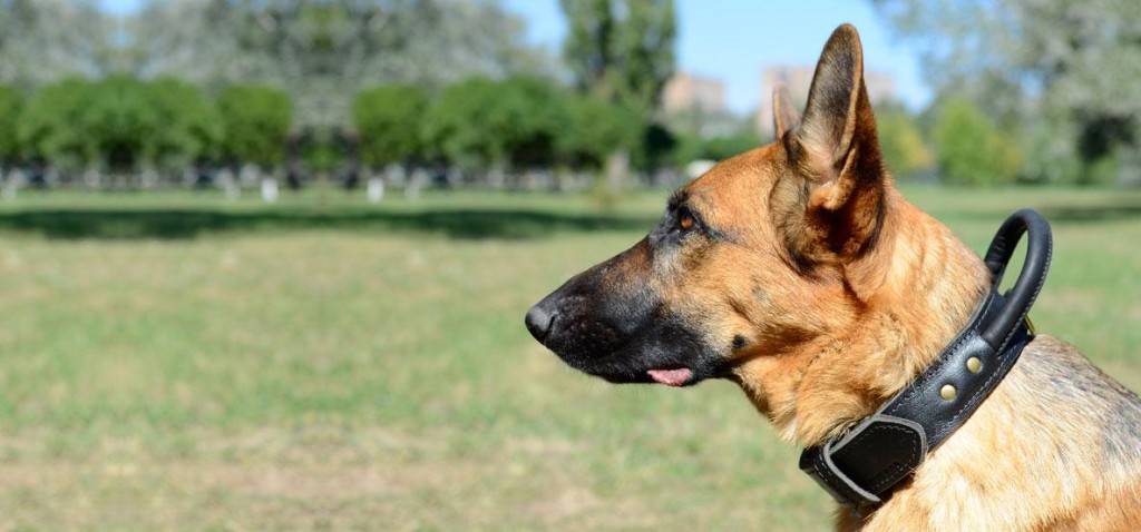 Bir köpek için yürüyüş tasması