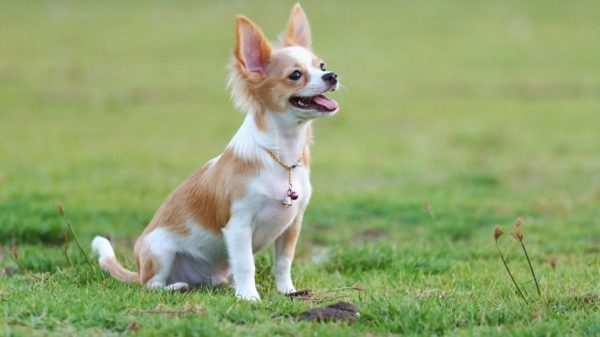 Chihuahua Eğitimi Makaleyi Oku