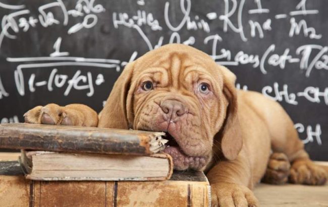 Bilimin granitini kemirmeden önce, yavru köpeklerin aşılanması gerekiyor Bilimin granitini kemirmeden önce, yavru köpeklerin aşılanması gerekiyor