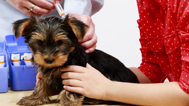 Aşı sürecinde köpek yavrusu sahibinin desteğine ihtiyaç duyuyor Aşı sürecinde köpek yavrusu sahibinin desteğine ihtiyaç duyuyor