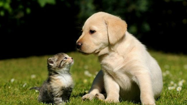 Aşıdan önce, köpek yavrusu diğer evcil hayvanlarla iletişim kurmasına izin verilmemelidir Aşıdan önce, köpek yavrusu diğer evcil hayvanlarla iletişim kurmasına izin verilmemelidir