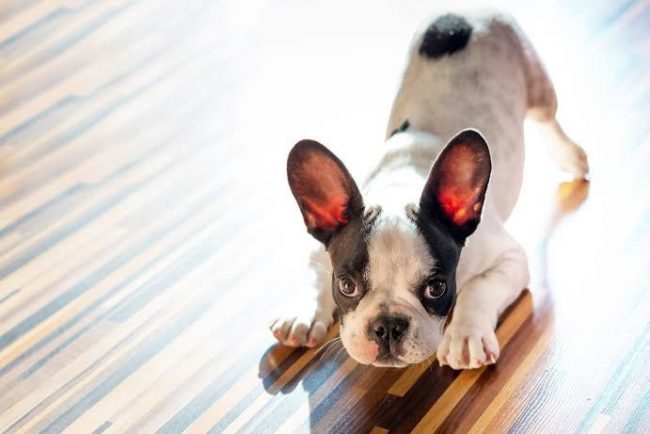 Sadece tamamen sağlıklı köpek yavruları, hastalık belirtisi olmadan aşılanabilir Sadece tamamen sağlıklı köpek yavruları, hastalık belirtisi olmadan aşılanabilir