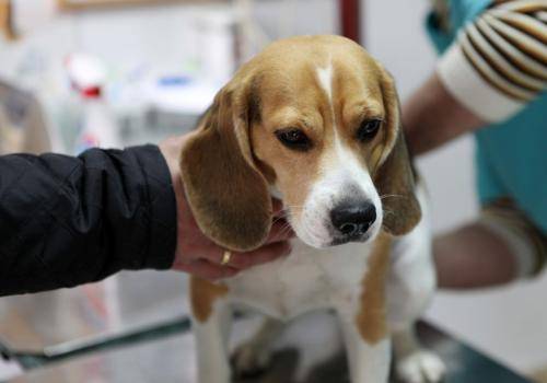 Köpeklerde Pyometra