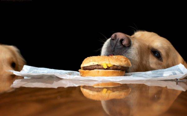 Dengesiz köpek beslenmesi
