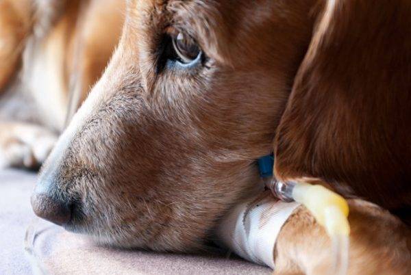 Köpeklerde bir pirometre nasıl tedavi edilir