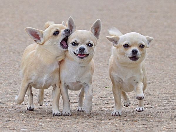 Neden chihuahua titriyor? Bütün detaylar