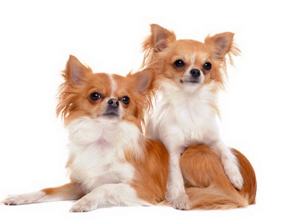 Neden chihuahua titremesi makaleyi okudum
