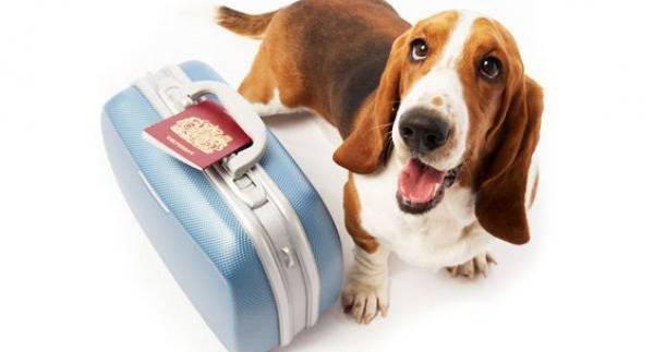 Köpeği yolculuğa hazırlama