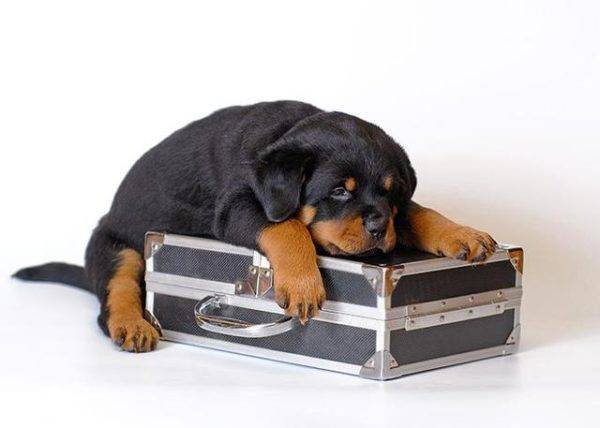 köpek ve bir bavul