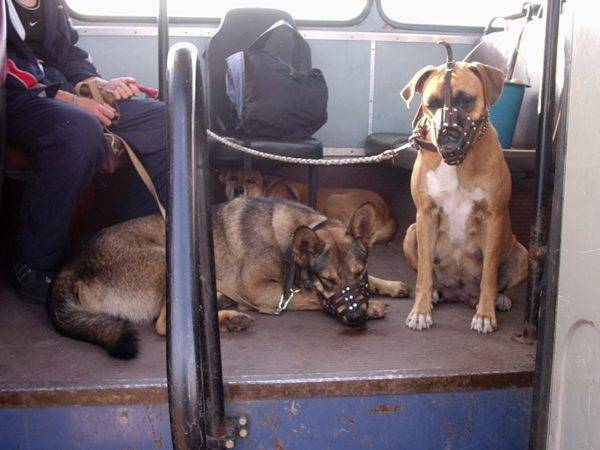 Köpeklerin toplu taşıma araçlarında taşınması