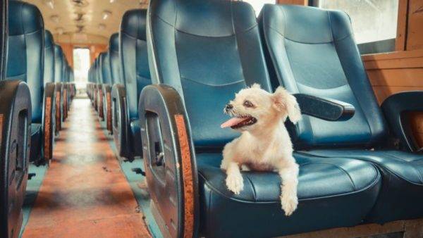 köpek arabası