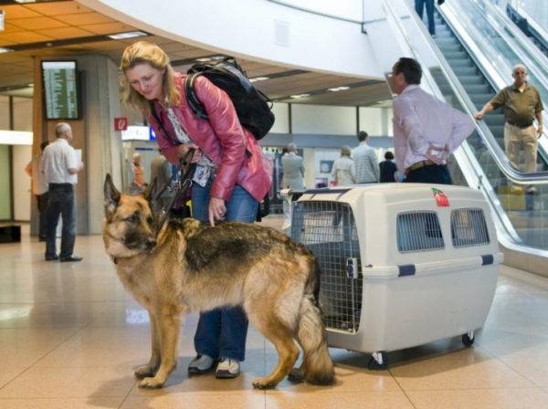 Devletin sınırları dışındaki köpeklerin hava taşımacılığı