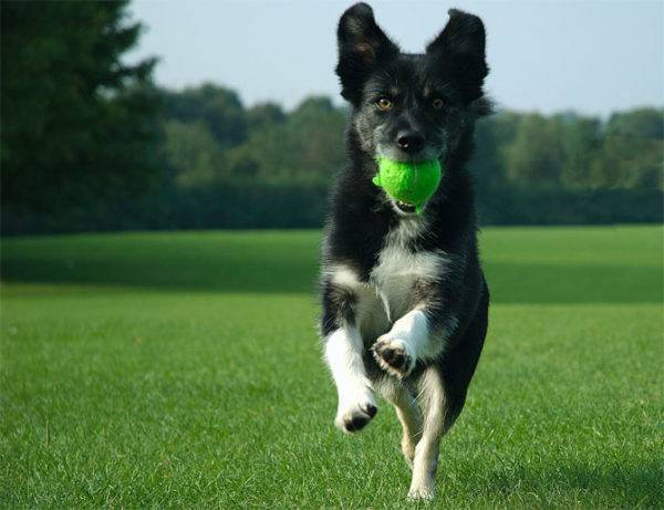 köpek ve top