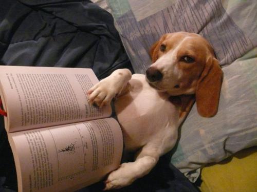 En akıllı köpek ırkları - ne kadar akıllı pet?