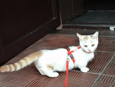 Cat Manchikin koşumda yürür