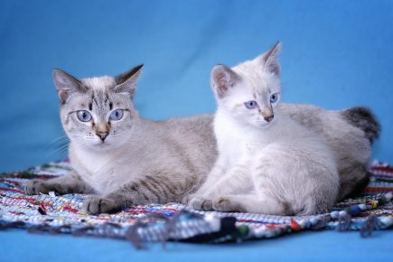 Mekong Bobtail - kedi yavrusu olan bir kedi