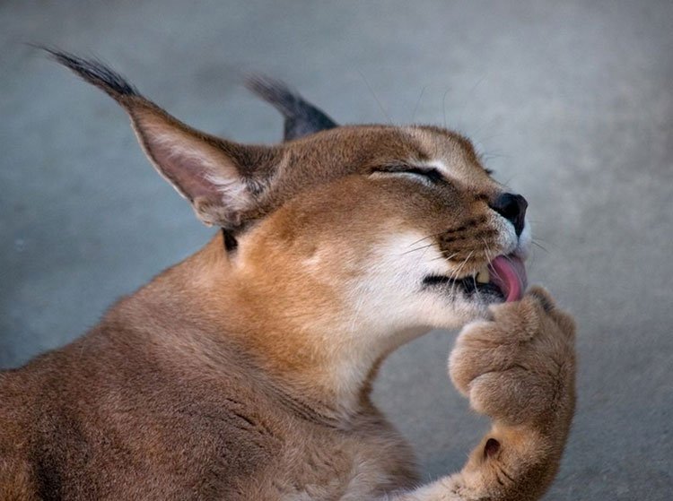 Caracal kendini yıkıyor