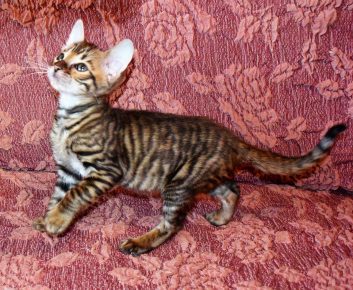 Toyger cins yavru kedi