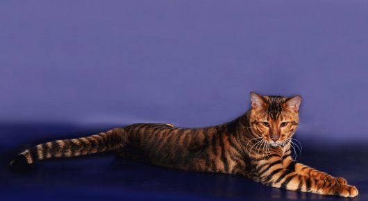 Toyger kedisi dinleniyor