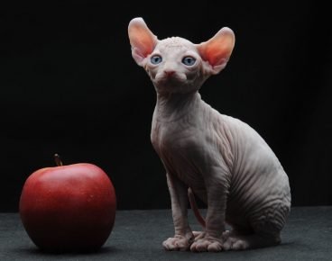 Cat Elf ve elma