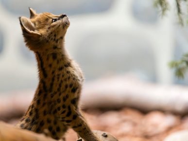 Serval kedi yavrusu
