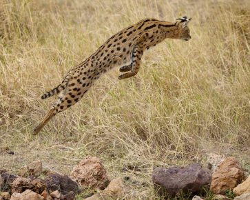 Serval avına atladı